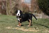 GRAND BOUVIER SUISSE 038